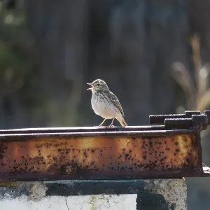 80187073 Berthelot's Pipit - deserted village on