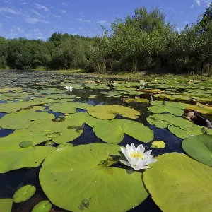 80188724 Little Bradley Ponds Devon Wildlife Trust 80188724 Little Bradley Ponds Devon Wildlife Trust