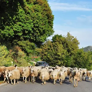 80190104 Sheep - herd walking down road blocking 80190104 Sheep - herd walking down road blocking