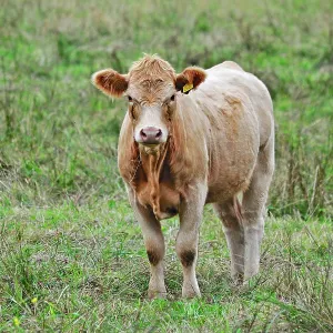 80190116 Cattle - cow in field Brecon Beacons, Wales