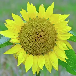 80190117 Common Sunflower Brecon Beacons, Wales