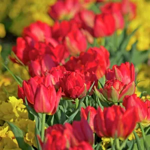 80190156 Red Tulips London, UK Robin Boswell All 80190156 Red Tulips London, UK Robin Boswell All