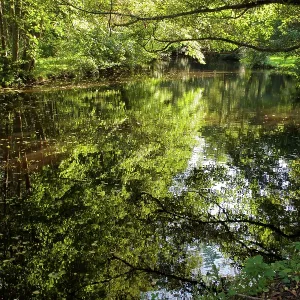 80190174 Trees - reflected in river Surrey, UK Robin 80190174 Trees - reflected in river Surrey, UK Robin