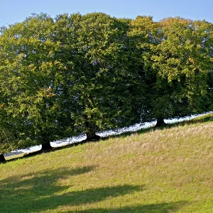 80190175 Beech Trees - on hill Surrey, UK Fagus 80190175 Beech Trees - on hill Surrey, UK Fagus