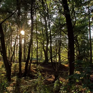 80190176 Sunlight - through trees in forest Surrey 80190176 Sunlight - through trees in forest Surrey