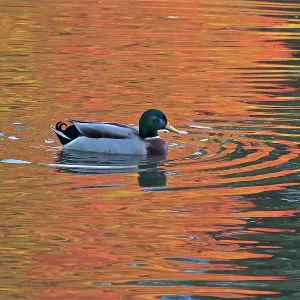 80190177 Mallard - male in water with colour reflections 80190177 Mallard - male in water with colour reflections