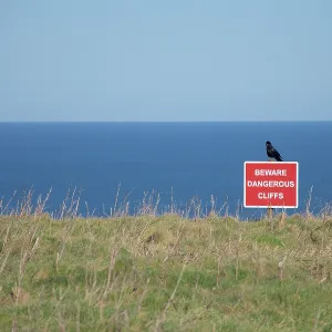 80190178 Carrion Crow - on Beware Dangerous Cliffso 80190178 Carrion Crow - on Beware Dangerous Cliffso