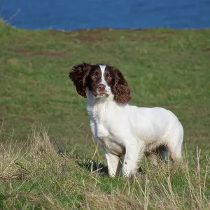 80190179 Dog - Springer Spaniel - running in field 80190179 Dog - Springer Spaniel - running in field