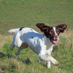 80190180 Dog - Springer Spaniel - running in field 80190180 Dog - Springer Spaniel - running in field
