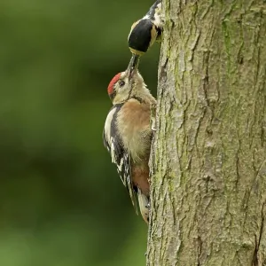 80192622 Great Spotted Woodpeckers - adult female 80192622 Great Spotted Woodpeckers - adult female