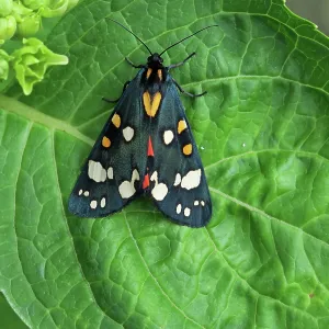 80192892 Scarlet Tiger Moth - on leaf (bright red