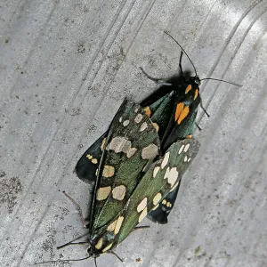 80192893 Scarlet Tiger Moth - mating (bright red