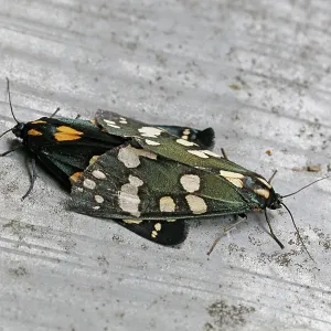 80192894 Scarlet Tiger Moth - mating (bright red