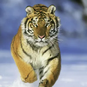 80193771 Siberian / Amur Tiger - running in winter