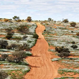 80194892 Simpson Desert - red sandy plain and dunes 80194892 Simpson Desert - red sandy plain and dunes