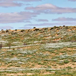 80194893 Simpson Desert - red sandy plain and dunes 80194893 Simpson Desert - red sandy plain and dunes