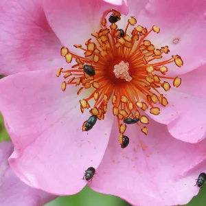 80194895 Pollen Beetles - feeding on the pollen