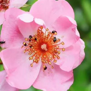80194896 Pollen Beetles - feeding on the pollen