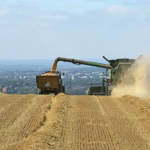 80194901 Farming - combine harvester harvesting