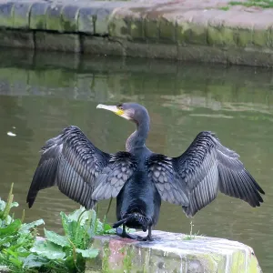 80194904 Cormorant - by canal Hungerford, Berkshire