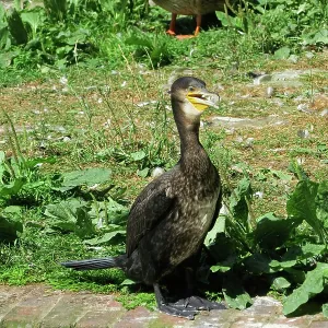 80194905 Cormorant - by canal Hungerford, Berkshire