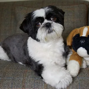 80196827 Dog - Shih Tzu - lying down on sofa with 80196827 Dog - Shih Tzu - lying down on sofa with
