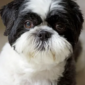 80196829 Dog - Shih Tzu Robin Boswell All images 80196829 Dog - Shih Tzu Robin Boswell All images