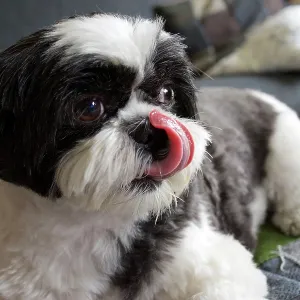 80196830 Dog - Shih Tzu - with tongue out licking 80196830 Dog - Shih Tzu - with tongue out licking
