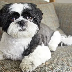 80196831 Dog - Shih Tzu - lying down on sofa Robin 80196831 Dog - Shih Tzu - lying down on sofa Robin