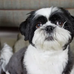 80196832 Dog - Shih Tzu Robin Boswell All images 80196832 Dog - Shih Tzu Robin Boswell All images