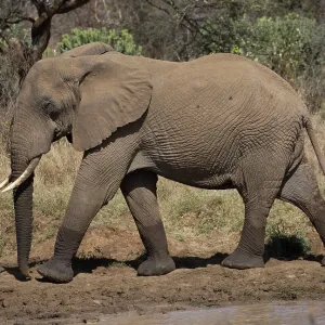 80198202 African Elephant - by water reservoir 80198202 African Elephant - by water reservoir