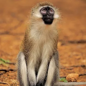 80199944 Black-Faced Vervet - sitting Samburu Game