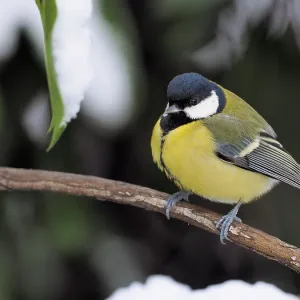 80200459 Great Tit - on branch in winter snow Germany