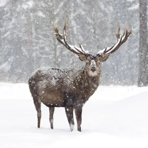 80200481 Red Deer - stag standing at edge of forest