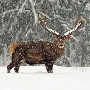 80200485 Red Deer - stag standing at edge of forest