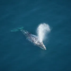 80200982 Gray / Grey Whale - aerial view of whale 80200982 Gray / Grey Whale - aerial view of whale