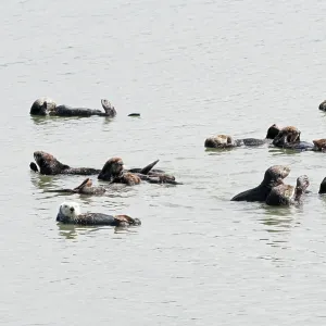 80200983 California Sea Otter - raft of male sea 80200983 California Sea Otter - raft of male sea