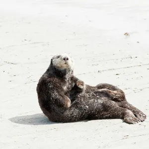 80200984 California Sea Otter - hauled out on the 80200984 California Sea Otter - hauled out on the