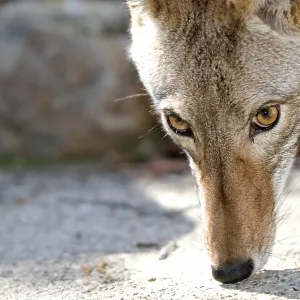 80200985 Coyote Southern California, USA Canis latrans 80200985 Coyote Southern California, USA Canis latrans