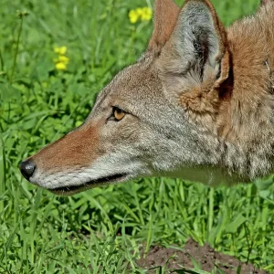 80200986 Coyote Southern California, USA Canis latrans 80200986 Coyote Southern California, USA Canis latrans