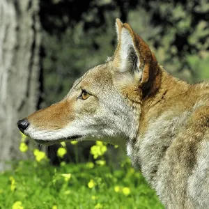 80200987 Coyote Southern California, USA Canis latrans 80200987 Coyote Southern California, USA Canis latrans