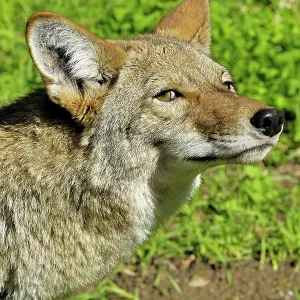 80200988 Coyote Southern California, USA Canis latrans 80200988 Coyote Southern California, USA Canis latrans