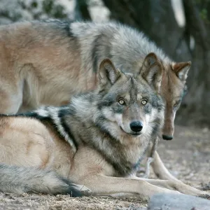 80200989 Arctic Gray Wolf - Calfiornia Wolf Center 80200989 Arctic Gray Wolf - Calfiornia Wolf Center