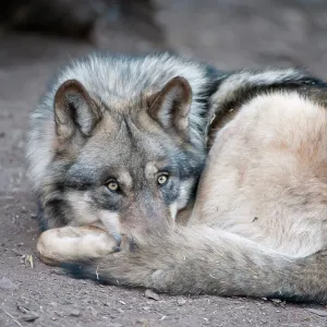 80200990 Arctic Gray Wolf - Calfiornia Wolf Center 80200990 Arctic Gray Wolf - Calfiornia Wolf Center