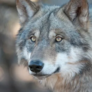80200991 Arctic Gray Wolf - Calfiornia Wolf Center 80200991 Arctic Gray Wolf - Calfiornia Wolf Center