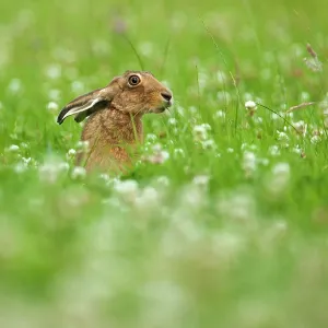 80201406 Brown Hare - adult sniffing grass in clover 80201406 Brown Hare - adult sniffing grass in clover