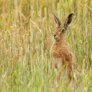 80201407 Brown Hare - adult on hind legs in wheat 80201407 Brown Hare - adult on hind legs in wheat