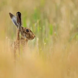 80201408 Brown Hare - adult head and shoulders shot 80201408 Brown Hare - adult head and shoulders shot