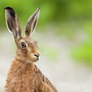 80201409 Brown Hare - adult head and shoulders shot 80201409 Brown Hare - adult head and shoulders shot