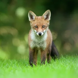 80201410 Fox - adult Powys, Wales, UK Vulpes vulpes 80201410 Fox - adult Powys, Wales, UK Vulpes vulpes